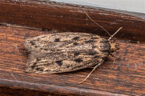 Hofmannophila Pseudospretella Brown House Moth Southern Alps