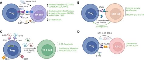 Frontiers Revisiting Regulatory T Cells As Modulators Of Innate