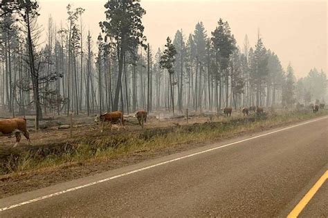 2017 Now Worst Wildfire Season In Bc Vanderhoof Omineca Express