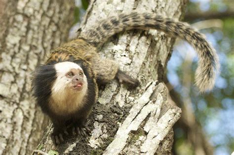 Marmosets As Pets Guidelines And General Tips