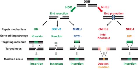 Utilizing Dsb Repair Pathways For Gene Editing The Processing Of Dsbs