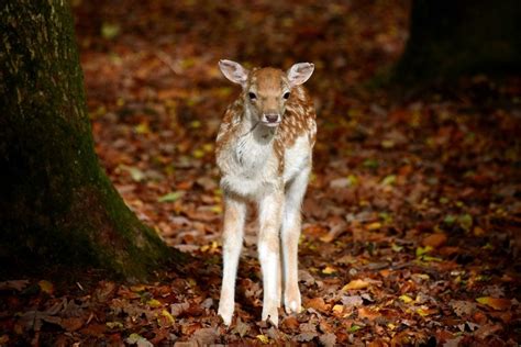 animals, fall, baby animals, mammals, deer, leaves, HD Wallpaper | Rare ...