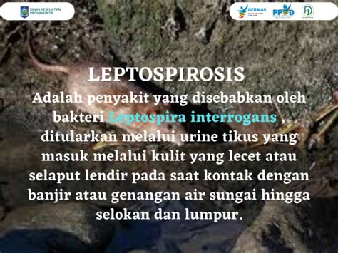 Waspada Leptospirosis Saat Banjir Dinas Kesehatan Provinsi Ntb