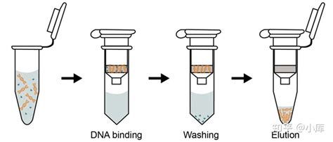 Qpcr Dna