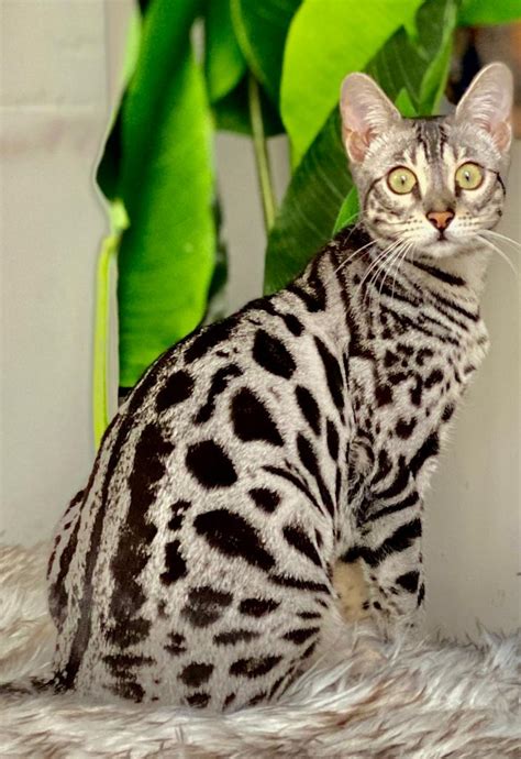 Silver Bengal Kitten for Sale (Request a Quote) - Bengal Cats for sale ...