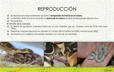 Boa Constrictor Biología Del Desarrollo