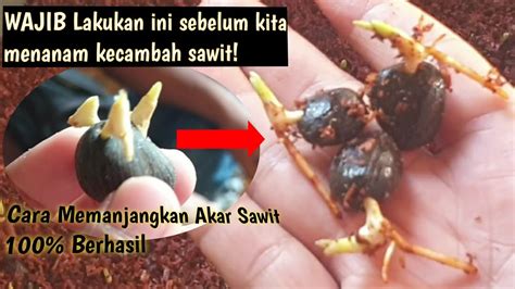 Cara Pemanjangan Akar Kecambah Sawit Agar Tidak Mudah Mati Ditanam