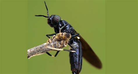 Lalat Black Soldier Flies Arsip Unair News