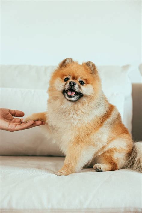 C Mo Se Sabe Si Un Perro Es De Raza Pura Como Cocinar Y Comer