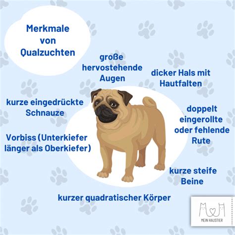 Qualzucht bei Hund und Katze Wenn Leid angezüchtet wird