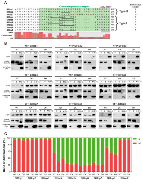 Analysis Of The Pbrs And Subcellular Localization Of Slrop A