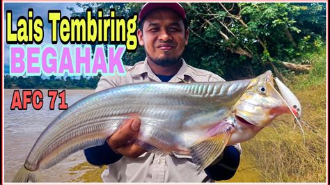 Catch And Cook Casting Begahak Lais Tembiring Ikan Berharga Keras