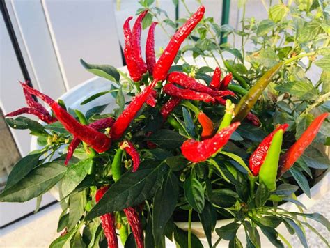 Come Coltivare Il Peperoncino In Casa