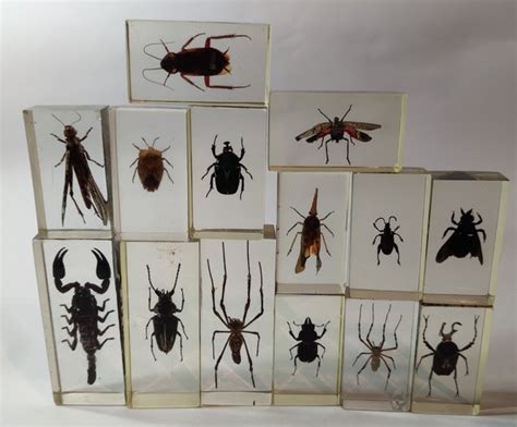 Insects In Resin Blocks Resin Polyester Catawiki