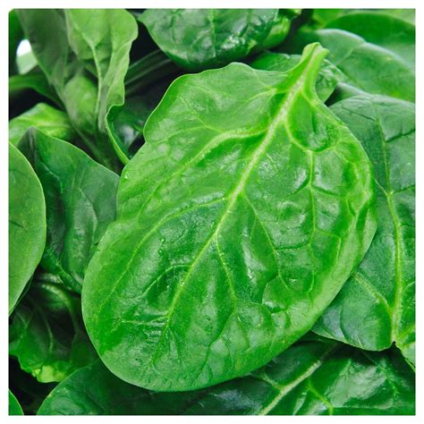 Everwilde Farms 1 Oz Viroflay Spinach Seeds Gold Vault Bulk Seed