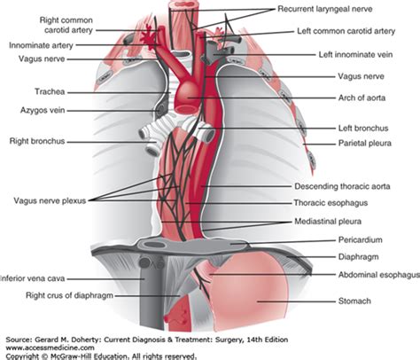 Esophageal Hiatus Anatomy