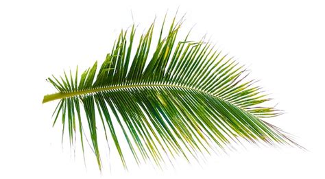 Premium Photo Coconut Leaves Isolated White Background Summer Design