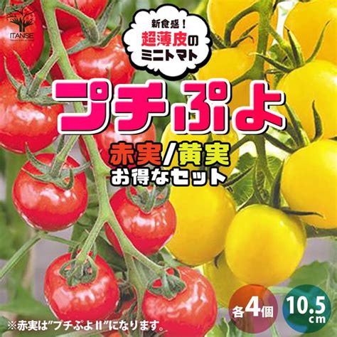 Itanse ミニトマト苗 プチぷよ2 赤実プチぷよ黄色実 野菜苗 自根苗 105cmポット 各4個セット 新食感 薄皮プチトマト 送料