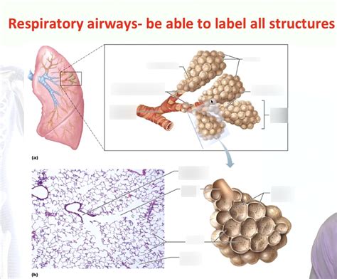 Respiratory Anatomy Alveoli Diagram Quizlet