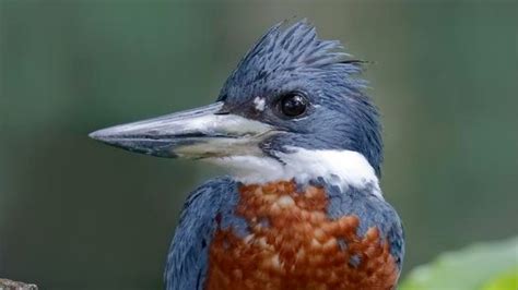 Kingfisher Ringed Kingfisher Calls Ringed Kingfisher Sound Effect