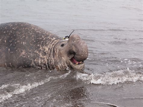 The Most Important Seal Species In The Arctic And Antarctic Seaice