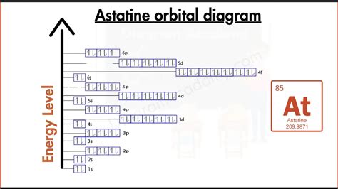 Human Anatomy Diagram with Organs (Labelled)