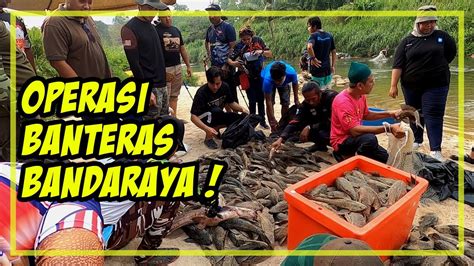 Operasi Menghapuskan Ikan Pleco Ikan Bandaraya Di Sungai Bukit Jalil