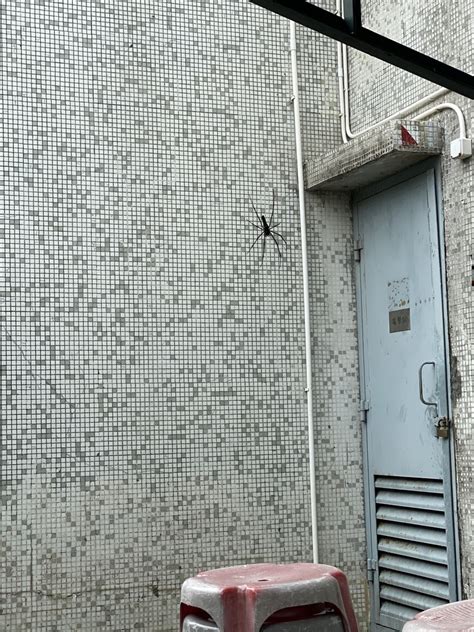 Giant Golden Orbweaver From Hong Kong Island Stanley HK On September