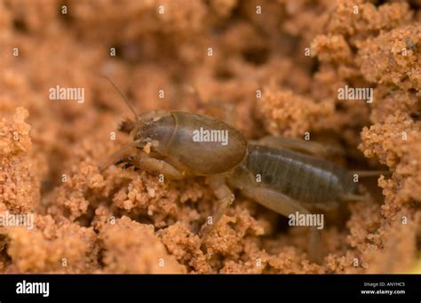 Mole Cricket Gryllotalpa Gryllotalpa At The Entrance Of A Burrow