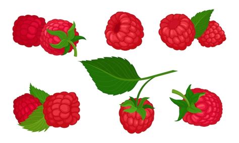 Premium Vector Sweet Raspberry With Leaf Isolated On White Background