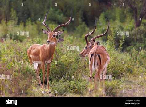 Uganda Mbarara District Mburo Mburo Lake National Park Impala Stock