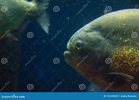 Piranha In The Deep Water Stock Photo Image Of Deep 121635322