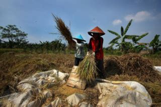 Panen Padi Di Karawang DATATEMPO