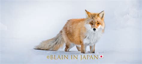 Hokkaido Photo Workshop Tour Ezo Red Fox Blain Harasymiw Photography