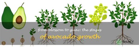 From Blossom To Guac: The Stages Of Avocado Growth | ShunCy