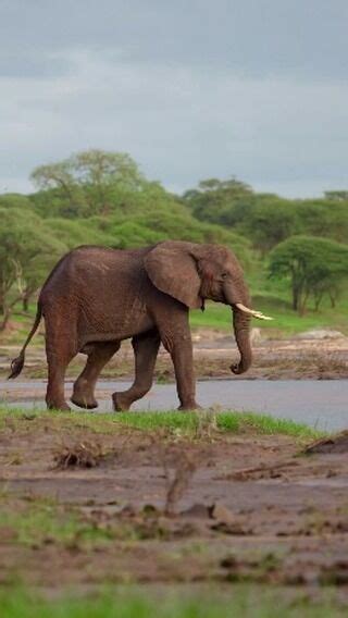 Private Safari Adventure - Serengeti Access Safaris