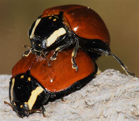 Large Lady Beetle Anatis Lecontei BugGuide Net