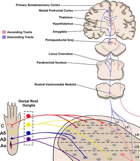 Frontiers Insights Into Spinal Dorsal Horn Circuit Function And