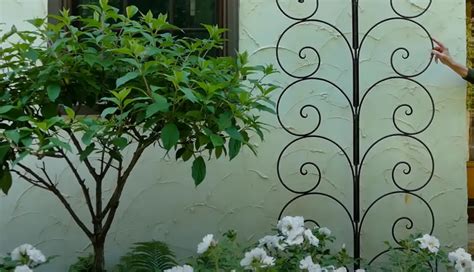 Wisteria Trellis Ideas - GardenProfy