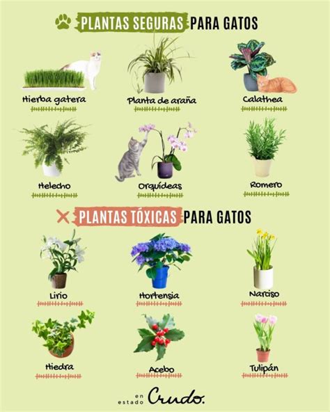 Plantas No Venenosas Para Gatos Plantasman A