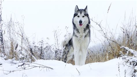 10 oldest dog breeds in the world | PetsRadar