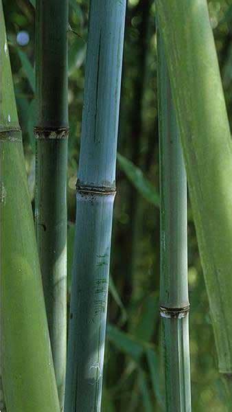 Phyllostachys Glauca Bamboo For Sale Online Uk And Ireland