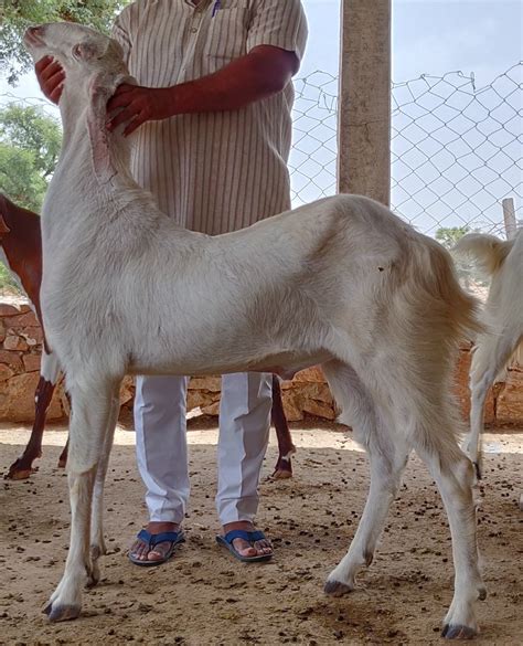 2 Year White Sojat Male Goat At Rs 500 Kilogram In Jodhpur ID