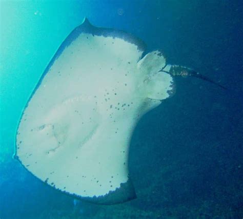 cathedral cove marine reserve snorkeling boat trip travel buddies