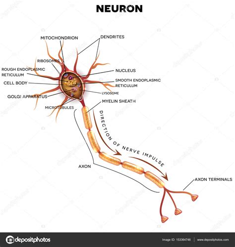 Neuron Nerve Cell Anatomy — Stock Vector © Megija 153364746