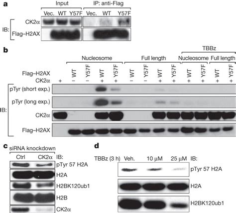 Ck2 Phosphorylates Tyr 57 In H2a A Ck2α Interacts Preferentially With