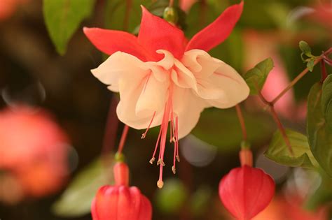 Fuchsia Bunga Tanaman Foto Gratis Di Pixabay Pixabay