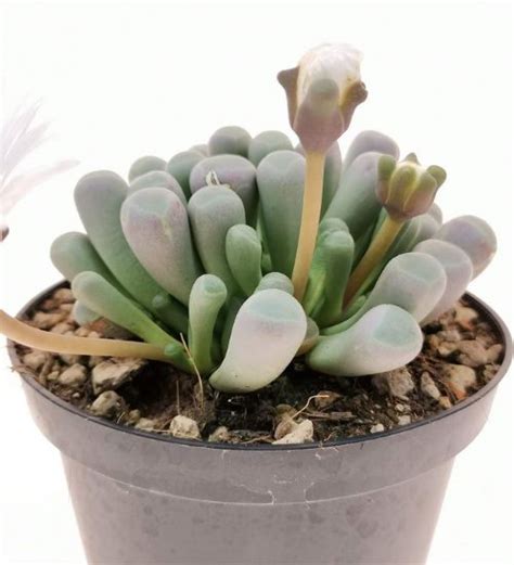 Fenestraria Aurantiaca Succulent Guide