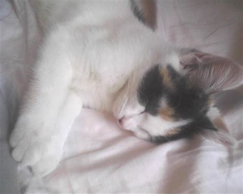 My Beautiful Sleeping Baby - Cute Kittens Photo (28330390) - Fanpop