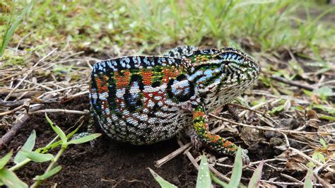 Carpet Chameleon | MarkEisingBirding